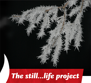 The still...life project