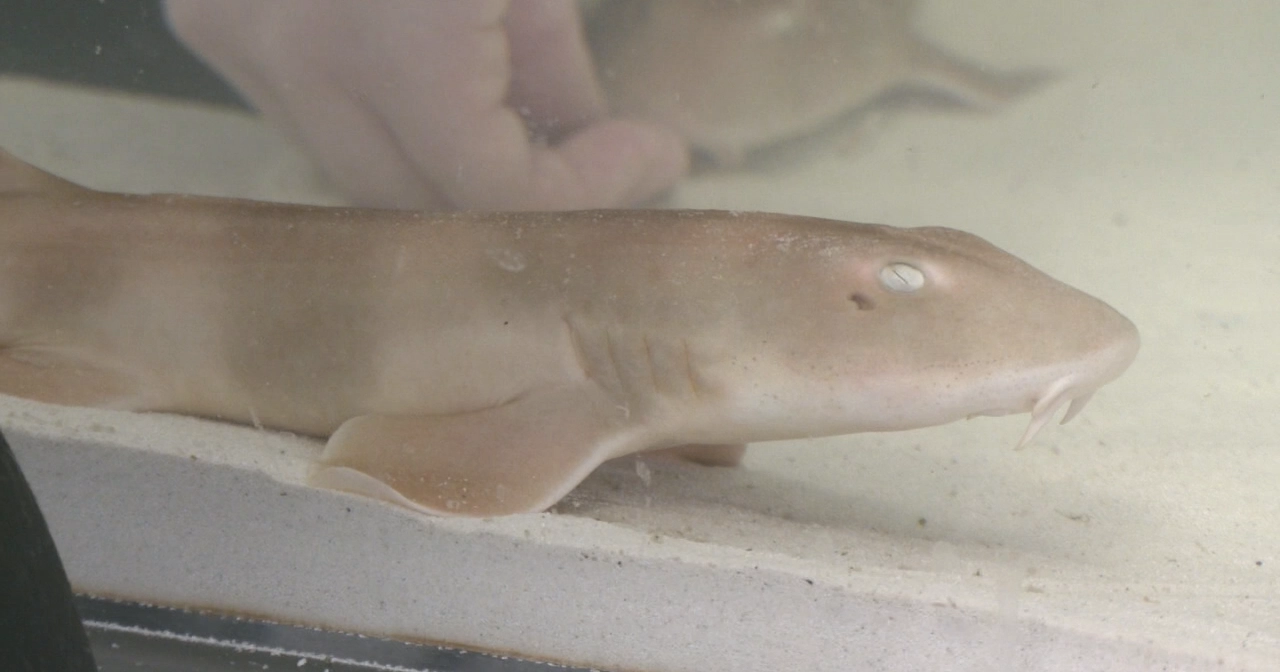 Brown Banded Bamboo Shark