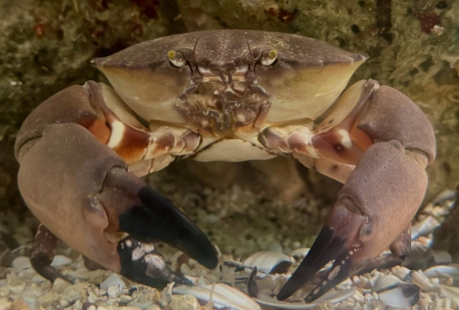 Florida stone crab