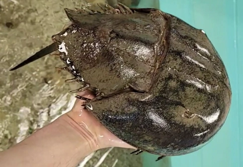 Horseshoe Crab