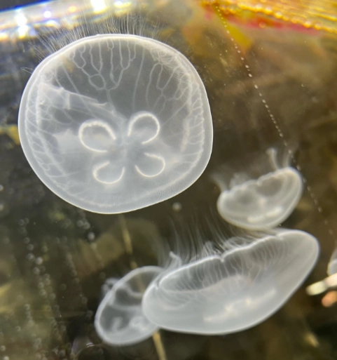 Moon jellyfish