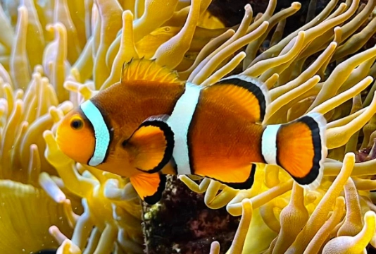 Ocellaris clownfish