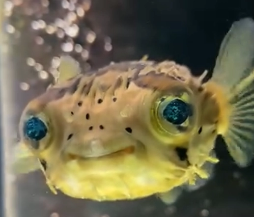 Porcupine pufferfish