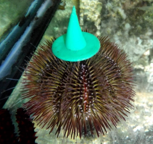 Variegated urchin