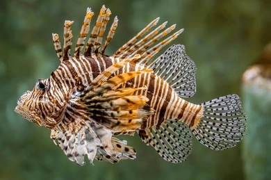 Volitan lionfish